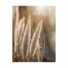 Gerahmtes Bild SUNSET GRASSES - 40x50 Cm