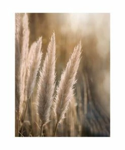Gerahmtes Bild SUNSET GRASSES - 40x50 Cm