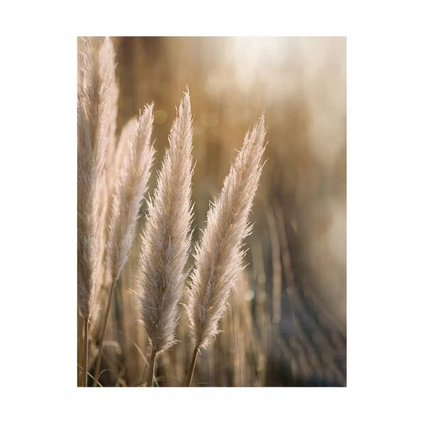 Gerahmtes Bild SUNSET GRASSES - 40x50 Cm 1 Gerahmtes Bild SUNSET GRASSES - 40x50 Cm