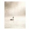 Gerahmtes Bild MISTY LAKE SWAN - 40x50 Cm