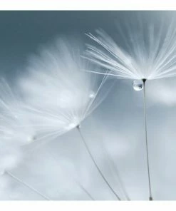 Gerahmtes Bild DEWDROP DANDELION - 50x50 Cm