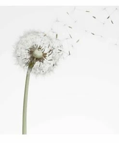 Gerahmtes Bild DANDELION BREEZE - 50x50 Cm