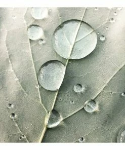 Gerahmtes Bild DEW DROPS - 50x50 Cm