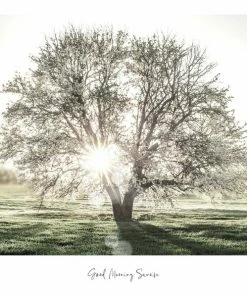 Gerahmtes Bild SUNBEAM TREE - 50x50 Cm
