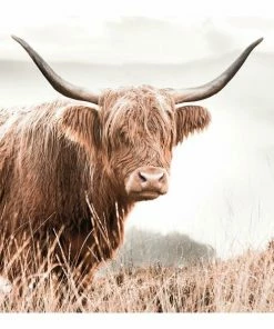 Gerahmtes Bild NATURE COW - 50x50 Cm