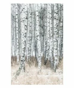 Gerahmtes Bild BIRCH TREES - 50x70 Cm