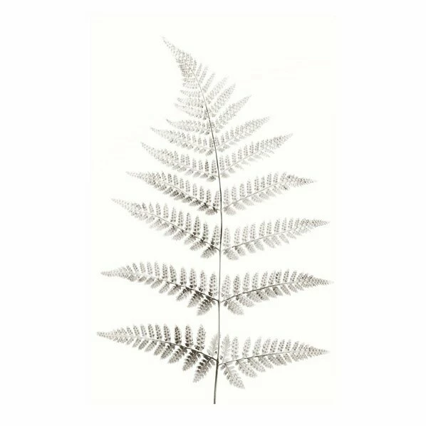 Gerahmtes Bild SLIM LEAF - 50x70 Cm 1 Gerahmtes Bild SLIM LEAF - 50x70 Cm