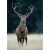 Gerahmtes Bild DEER - 50x70 Cm