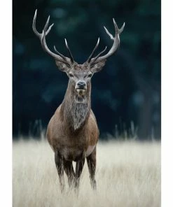 Gerahmtes Bild DEER - 50x70 Cm