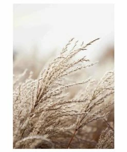 Gerahmtes Bild FIELD GRASS - 50x70 Cm