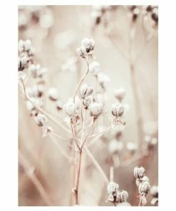 Gerahmtes Bild DRIED WHITES - 50x70 Cm