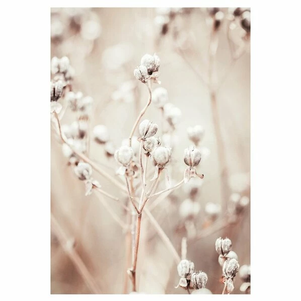 Gerahmtes Bild DRIED WHITES - 50x70 Cm