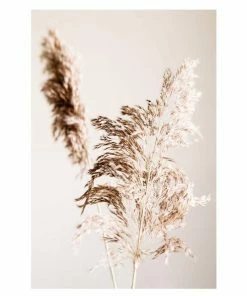 Gerahmtes Bild SHADOW GRASS - 50x70 Cm