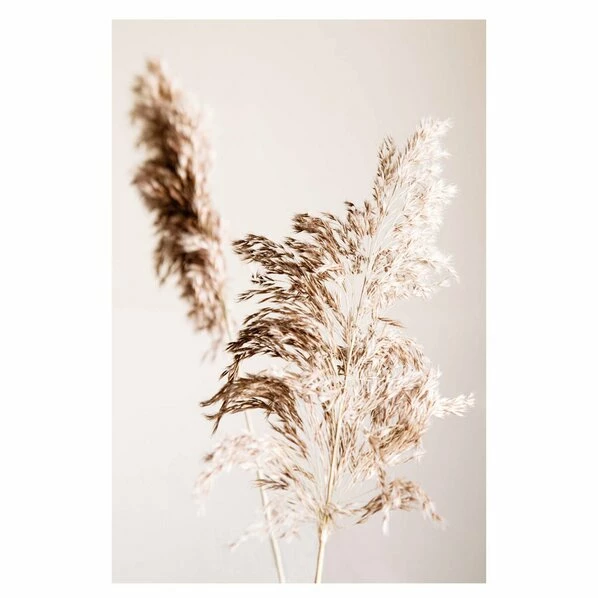 Gerahmtes Bild SHADOW GRASS - 50x70 Cm 1 Gerahmtes Bild SHADOW GRASS - 50x70 Cm