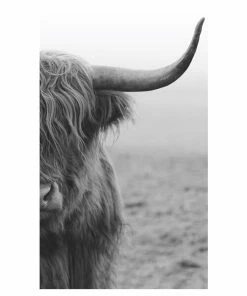 Gerahmtes Bild HIGHLANDER - Schwarz-weiß - 70x118 Cm