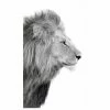 Gerahmtes Bild LIONS HEAD - Schwrz-weiß - 70x118 Cm
