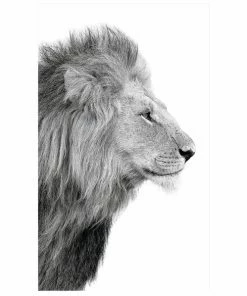 Gerahmtes Bild LIONS HEAD - Schwrz-weiß - 70x118 Cm