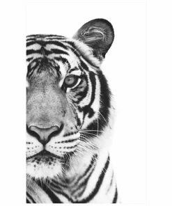 Gerahmtes Bild WHITE TIGER - Schwarz-weiß - 70x118 Cm
