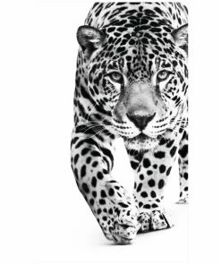 Gerahmtes Bild WALKING LEOPARD - Schwarz-weiß - 70x118 Cm