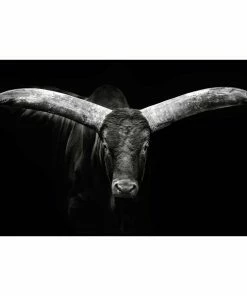 Gerahmtes Bild BIG HORNS - 50x118 Cm