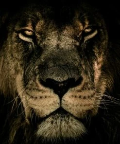 Keilrahmen-Bild LÖWE - Schwarz-braun - 118x78 Cm