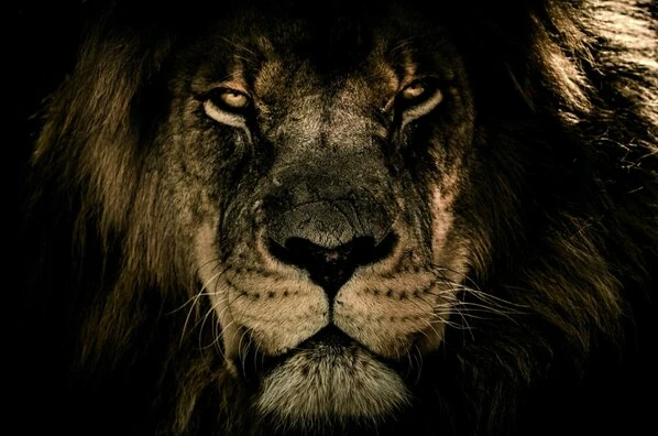 Keilrahmen-Bild LĂWE - Schwarz-braun - 118x78 Cm