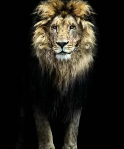 Wandbild LÖWE - Verschiedene Ausführungen