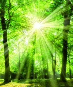 Keilrahmen-Bild WALD - Grün-gelb-braun - 118x78 Cm