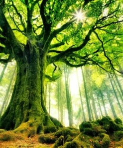 Leinwandbild BAUMKRONE - Grün-braun - 70 X 50 Cm