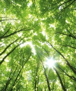 Leinwandbild BAUMKRONEN - Grün - 70 X 50 Cm