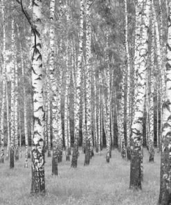 Leinwandbild BIRKENWALD - Weiß-schwarz - 70 X 50 Cm