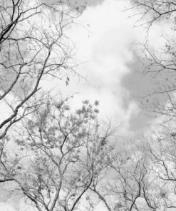 Leinwandbild BAUMKRONEN - Weiß-schwarz - 70 X 50 Cm