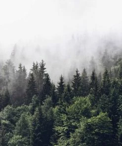 Leinwandbild NEBELIGER WALD - Grün-weiß - 70 X 50 Cm