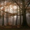 Leinwandbild DUNKLER WALD - Braun - 70 X 50 Cm