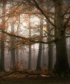 Leinwandbild DUNKLER WALD - Braun - 70 X 50 Cm