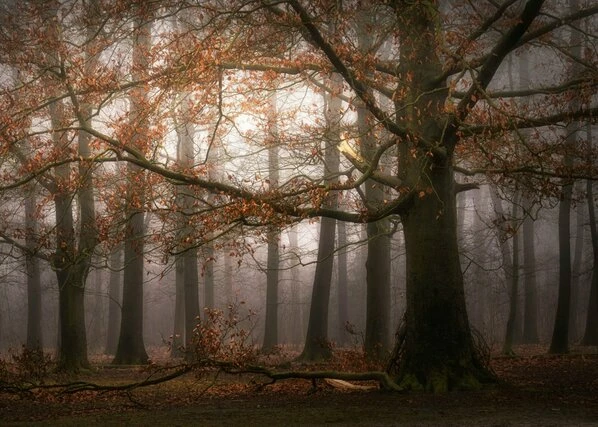Leinwandbild DUNKLER WALD - Braun - 70 X 50 Cm