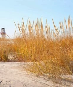 Leinwandbild LEUCHTTURM - Beige-gelb - 70 X 50 Cm