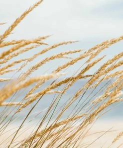 Leinwandbild DEICHGRAS - Blau-beige - 70 X 50 Cm