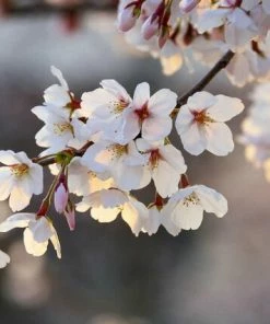 Leinwandbild KIRSCHBLÜTEN - Weiß - 70 X 50 Cm