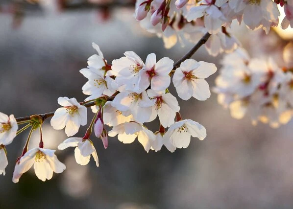 Leinwandbild KIRSCHBLÜTEN - Weiß - 70 X 50 Cm