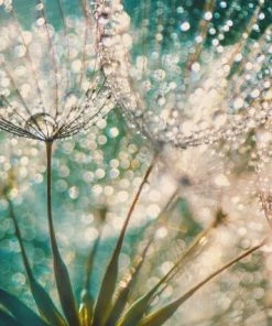 Leinwandbild PUSTEBLUMEN - Weiß-türkis - 70 X 50 Cm