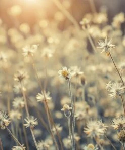 Leinwandbild GÄNSEBLÜMCHEN - Beige-weiß - 70 X 50 Cm