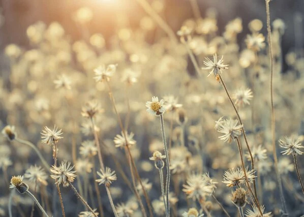 Leinwandbild GÄNSEBLÜMCHEN - Beige-weiß - 70 X 50 Cm