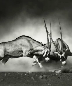 Leinwandbild SPIESSBÖCKE - Weiß-schwarz - 70 X 50 Cm