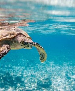 Leinwandbild SCHILDKRÖTE - Blau - 70 X 50 Cm