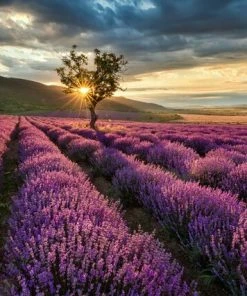 Leinwandbild LAVENDELFELDER - Violett - 70x50 Cm