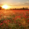 Leinwandbild FELD - Rot-orange - 70 X 50 Cm