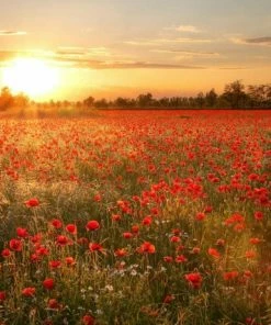 Leinwandbild FELD - Rot-orange - 70 X 50 Cm