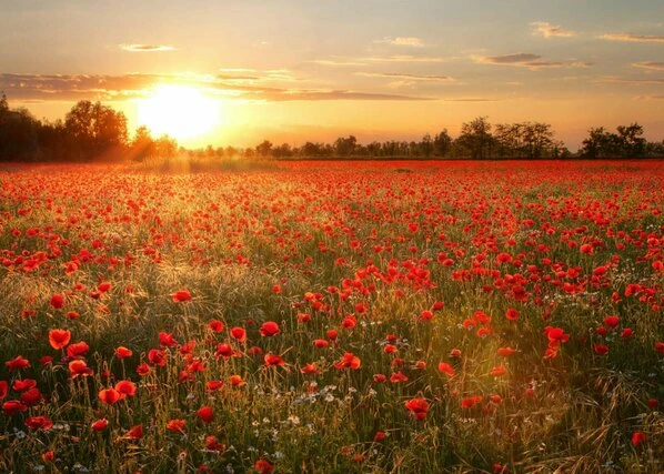 Leinwandbild FELD - Rot-orange - 70 X 50 Cm