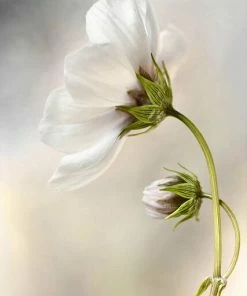 Leinwandbild KOSMOS - Weiß - 50 X 70 Cm